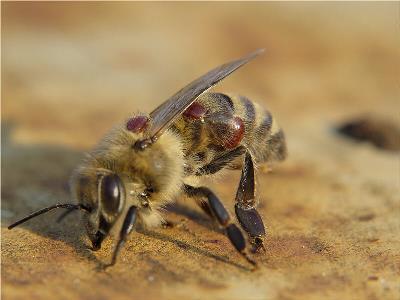 Feldolgozás méhek atka tavaszi pisztoly füst és tányérok