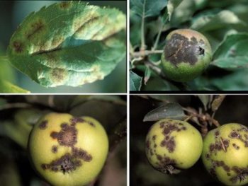 Tratamentul de mere și măr în primăvara și toamna de la boli și dăunători remedii folclor decât de a procesa și decât