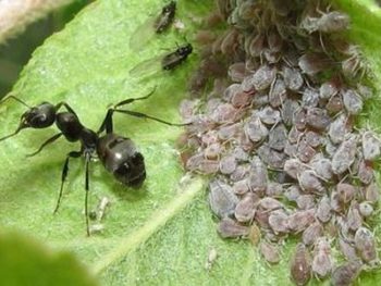 Feldolgozása alma tavasszal és ősszel betegségek és kártevők népi jogorvoslati, mint a folyamat, és a (tavaszi) Feldolgozása alma tavasszal és ősszel betegségek és kártevők népi jogorvoslati, mint a folyamat, és a