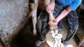 Обрізка копит у корів