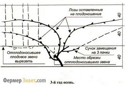 Recoltarea strugurilor ca și când să se recolteze, corectarea modelelor