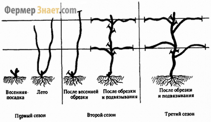 Recoltarea strugurilor ca și când să se recolteze, corectarea modelelor