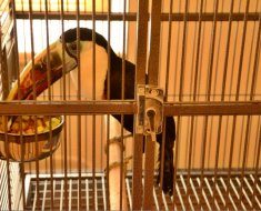 Áttekintés fajta papagáj tukánmadár tartalom, az ételek és nézetek, fotók és videó