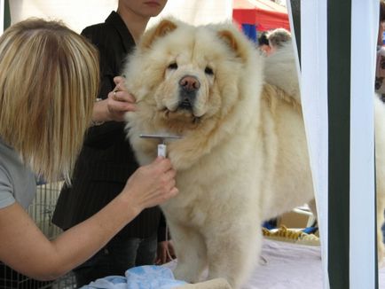 Огляд собак породи чау-чау особливості змісту, відгуки та фото