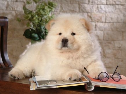 Prezentarea generală a câinilor din rasa Chow Chow oferă conținut, recenzii și fotografii