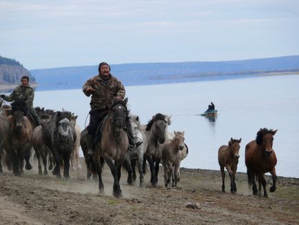 Prezentare generală a rasei de cai Yakut, descrierea și fotografia acesteia