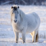 Prezentare generală a rasei de cai Yakut, descrierea și fotografia acesteia