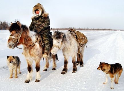 Огляд якутської породи коней, її опис та фото