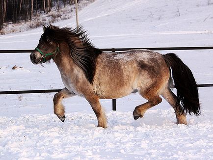 Áttekintés a jakut lófajta, leírása és fotó