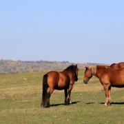 Áttekintés a jakut lófajta, leírása és fotó