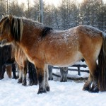 Áttekintés a jakut lófajta, leírása és fotó