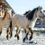 Prezentare generală a rasei de cai Yakut, descrierea și fotografia acesteia