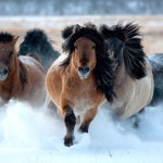 Огляд якутської породи коней, її опис та фото