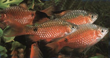 Imagine compatibilă cu reproducerea conținutului de fier de barbuș, pește de acvariu