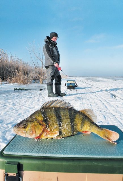 Perch în surd