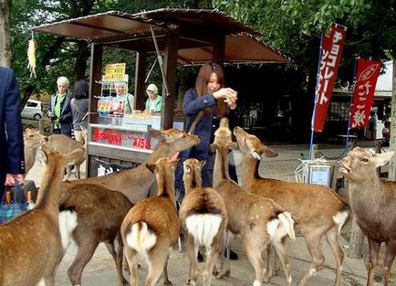 Szarvas japán város Nara