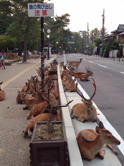 Cerbul orașului japonez Nara