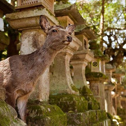 Cerbul orașului japonez Nara