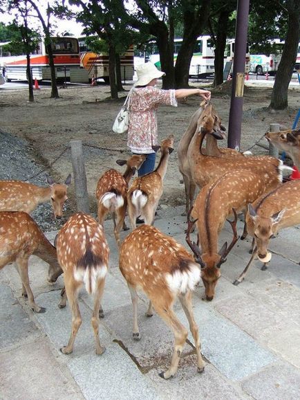 Cerbul orașului japonez Nara