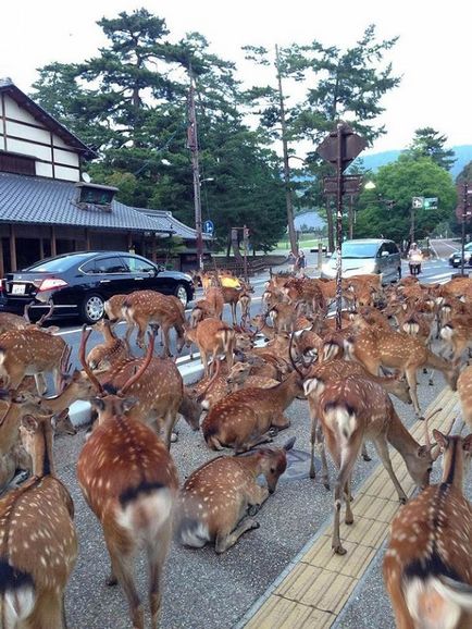 Cerbul orașului japonez Nara