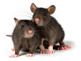 Veszélyes betegség - patkány láz