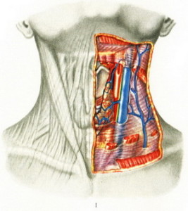 Опис артерій щитовидної залози