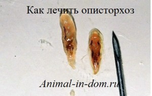 Opisthorhioza, tratamentul animalelor domestice