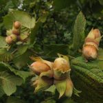 Hazel európai mogyoró közös mogyoró, mint egy virágzó erdő, néhány levél és gyümölcs, mogyoró növény