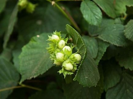 Ліщина ліщина звичайна corylus avellana, як цвіте лісової, який лист і плоди, рослина фундук