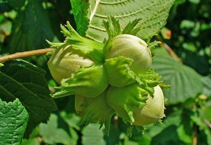 Hazel Common alunul corylus avellana, ca flori de pădure, ce frunze și fructe, plante de alune