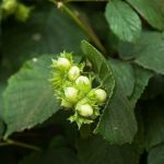 Ліщина ліщина звичайна corylus avellana, як цвіте лісової, який лист і плоди, рослина фундук