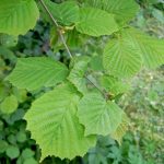 Ліщина ліщина звичайна corylus avellana, як цвіте лісової, який лист і плоди, рослина фундук