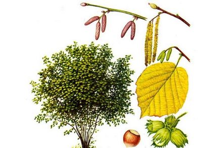 Ліщина ліщина звичайна corylus avellana, як цвіте лісової, який лист і плоди, рослина фундук