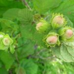 Ліщина ліщина звичайна corylus avellana, як цвіте лісової, який лист і плоди, рослина фундук