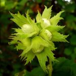 Ліщина ліщина звичайна corylus avellana, як цвіте лісової, який лист і плоди, рослина фундук