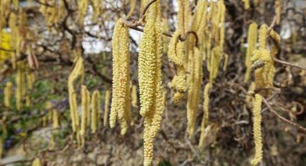 Ліщина ліщина звичайна corylus avellana, як цвіте лісової, який лист і плоди, рослина фундук