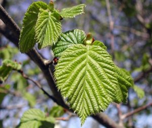 Hazel európai mogyoró közös mogyoró, mint egy virágzó erdő, néhány levél és gyümölcs, mogyoró növény