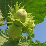 Ліщина ліщина звичайна corylus avellana, як цвіте лісової, який лист і плоди, рослина фундук