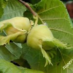 Hazel Common alunul corylus avellana, ca flori de pădure, ce frunze și fructe, plante de alune