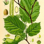 Ліщина ліщина звичайна corylus avellana, як цвіте лісової, який лист і плоди, рослина фундук