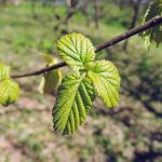 Hazel európai mogyoró közös mogyoró, mint egy virágzó erdő, néhány levél és gyümölcs, mogyoró növény