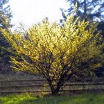 Hazel európai mogyoró közös mogyoró, mint egy virágzó erdő, néhány levél és gyümölcs, mogyoró növény