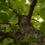 Hazel Common alunul corylus avellana, ca flori de pădure, ce frunze și fructe, plante de alune