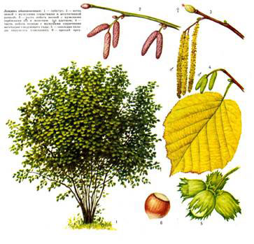 Hazel - frunze de alune