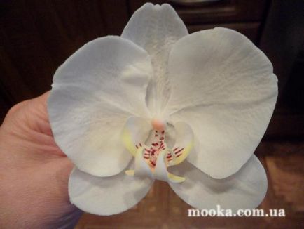 Phalaenopsis Orchid - clasă de master a lunii - forum culinar de făină