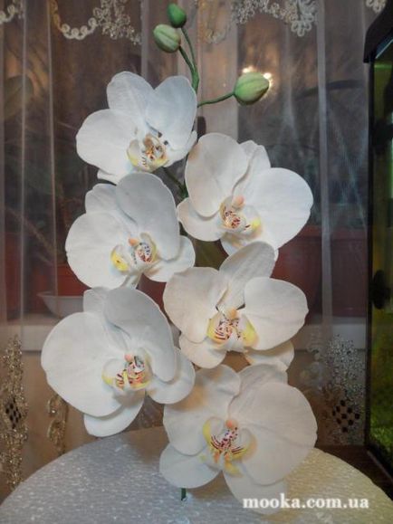 Phalaenopsis Orchid - clasă de master a lunii - forum culinar de făină