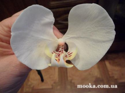 Phalaenopsis Orchid - clasă de master a lunii - forum culinar de făină