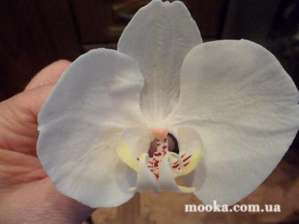 Orchid phalaenopsis - a mester-osztály a hónap - kulináris fórum liszt