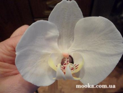 Phalaenopsis Orchid - clasă de master a lunii - forum culinar de făină