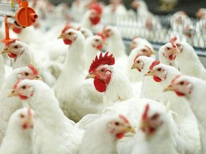 A fő ok, amiért a csirke nem rohan, és hogyan lehet megoldani ezt a problémát